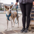 DOG Copenhagen petnešos Comfort walk Pro